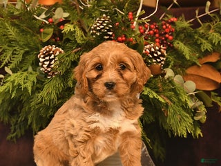 Cockapoo dogs Lavender - Ad 36