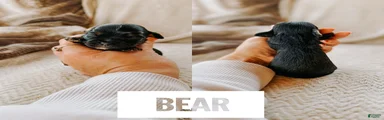 Bear 
