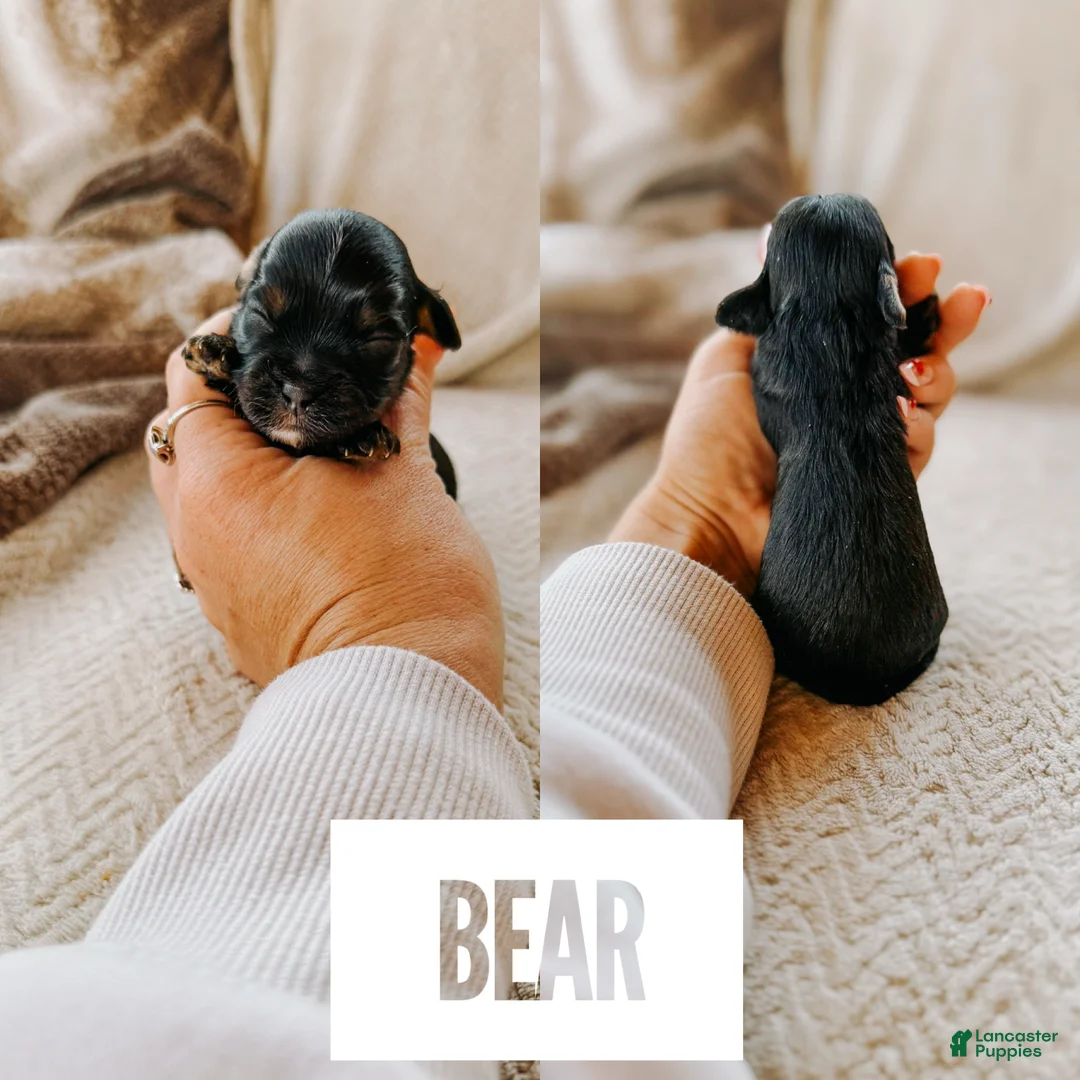 Cavapoo dogs for sale: Bear  - Ad 2