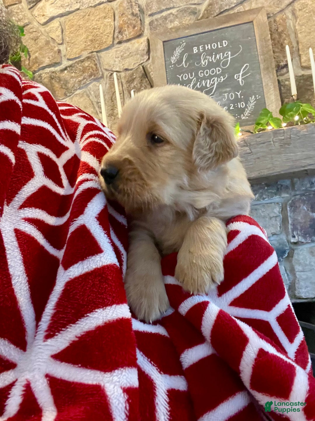 Golden Retriever dogs for sale: Hunter - Ad 4