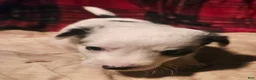 Chihuahua dogs for sale: Elmo - Ad 13
