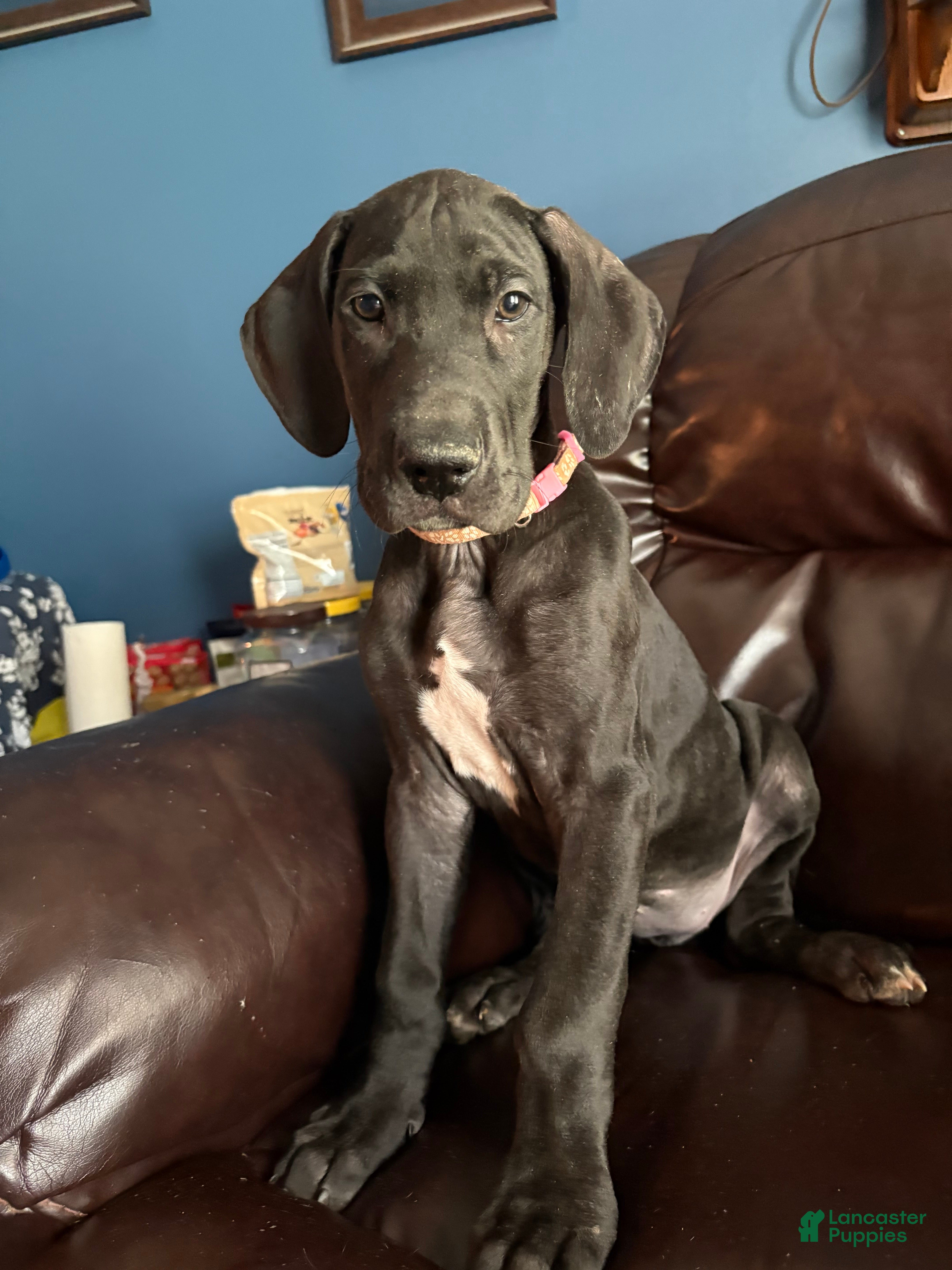 Great Dane dogs Precious - Ad 1