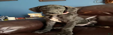 Precious