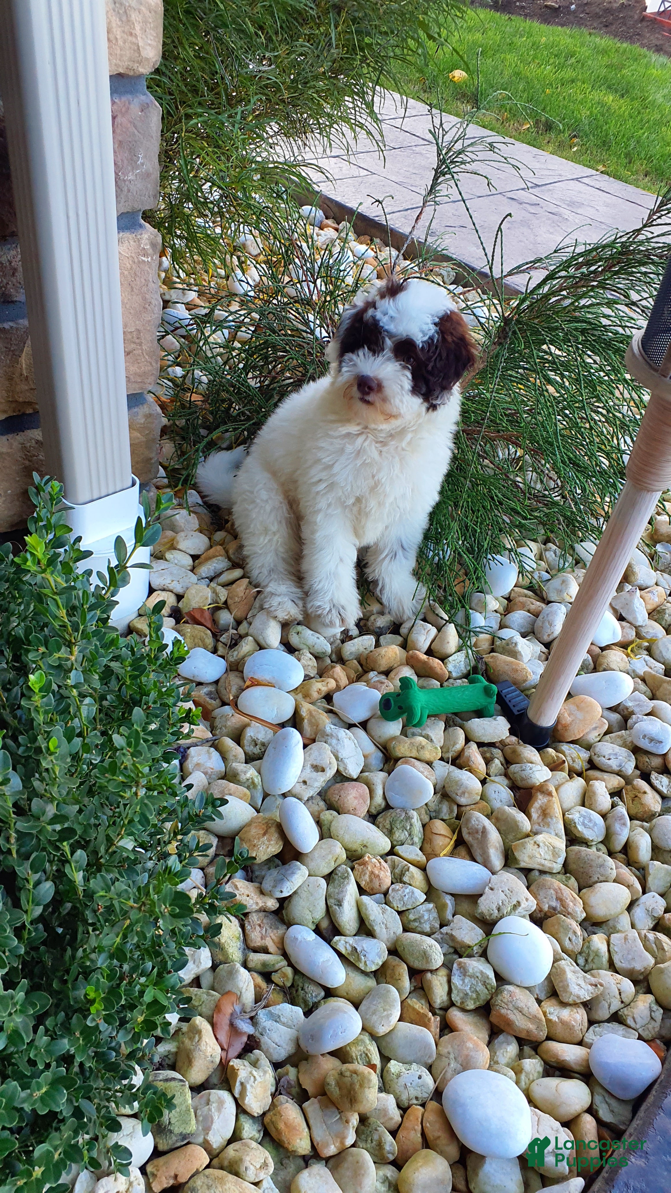 Aussiedoodle dogs for sale: Rexy - Ad 2