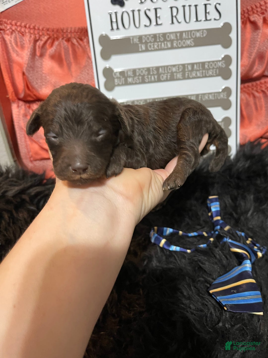 Miniature Poodle dogs for sale: Akc Clear Chocolate Phantom Boy 2 - Ad 27