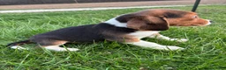 Beagle dogs for sale: Ramsey - Ad 4