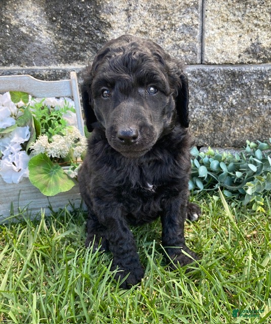 Standard Poodle dogs Timber- genetic clear - Ad 2