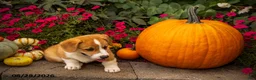 Welsh Corgi Pembroke dogs for sale: Buster - Ad 3