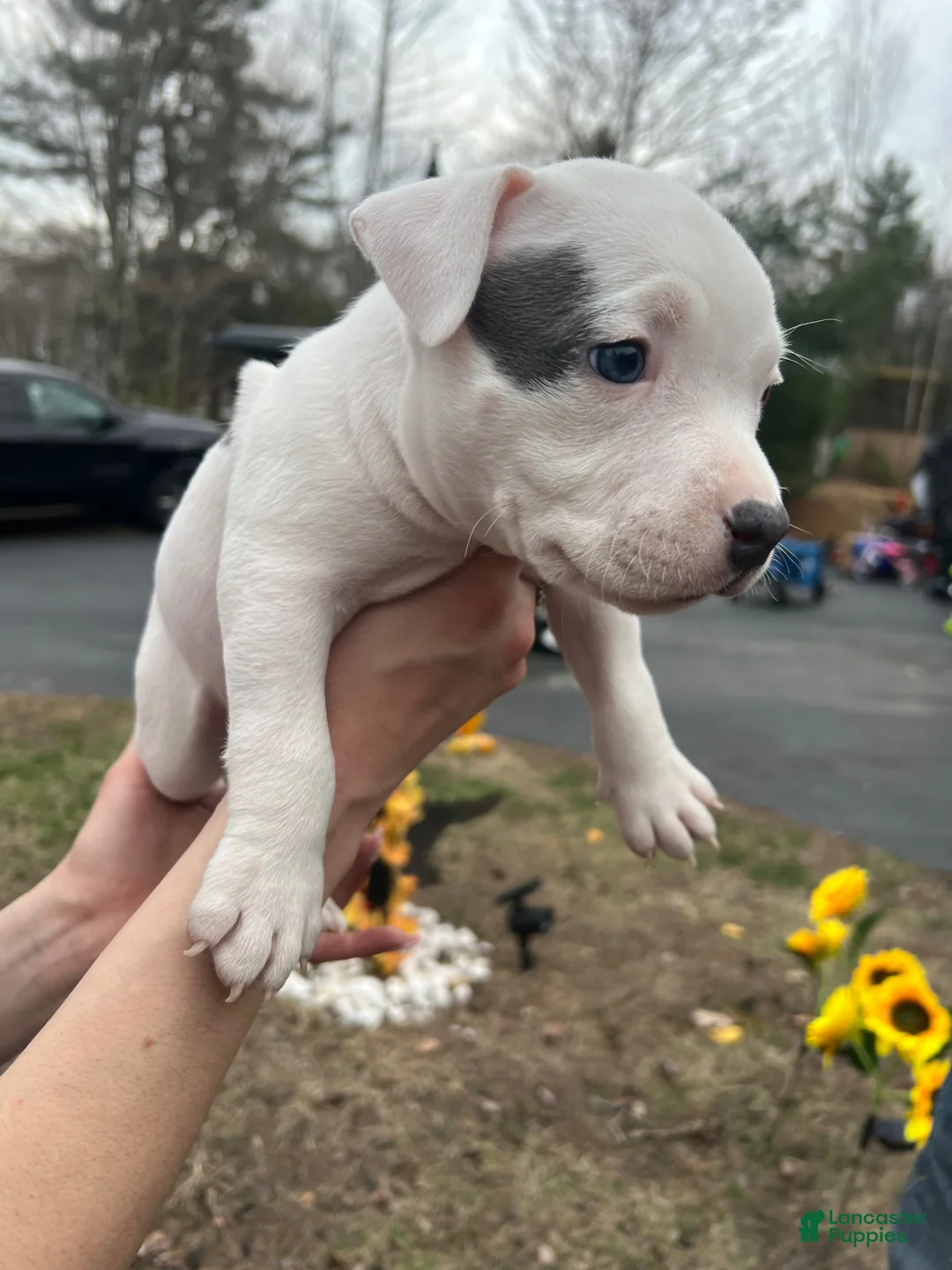 American Bully dogs for sale: American Bully Puppy 3 - Ad 1
