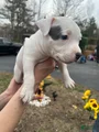 American Bully Puppy 3