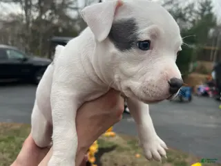 American Bully dogs American Bully Puppy 3 - Ad 17