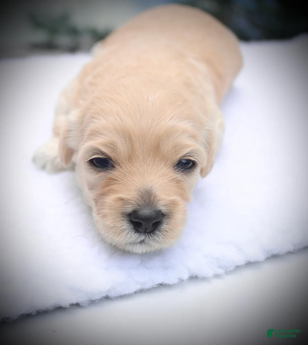 Cockapoo dogs for sale: Cockapoo 3 - Ad 1