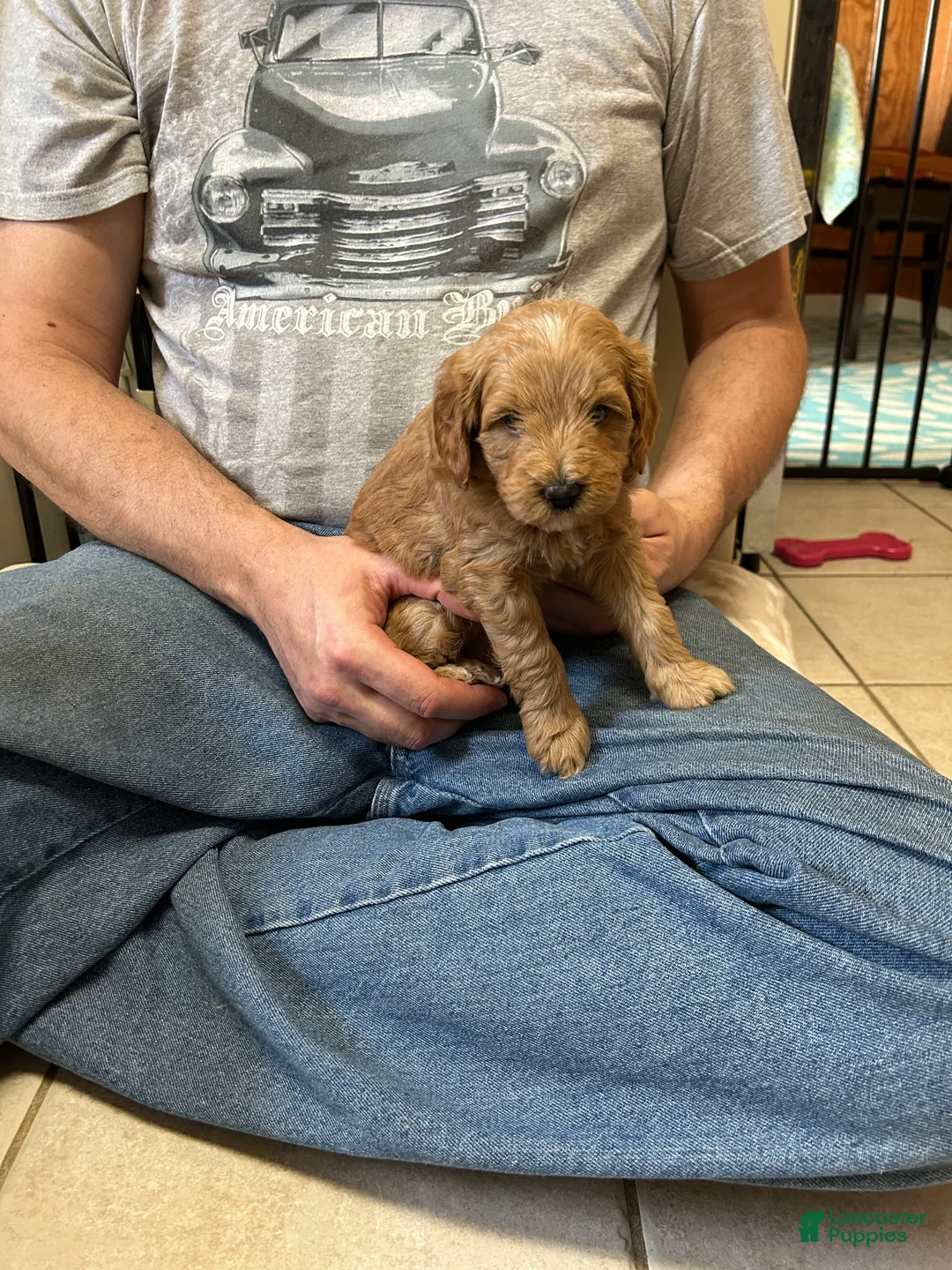 Mini Goldendoodle dogs for sale: Petite Lovely Mini Goldendoodle Puppy 5 - Ad 2