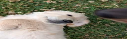 Golden Retriever dogs for sale: Golden Retriever Puppy 2 - Ad 4