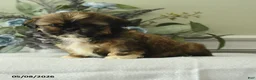 Shih Tzu dogs for sale: Haley - Ad 3