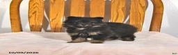 Pomeranian dogs for sale: Krislynn - Ad 2