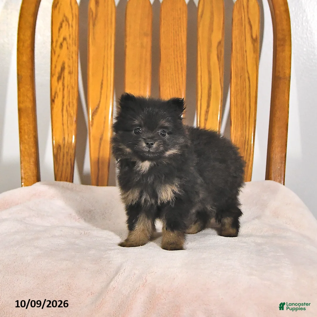 Pomeranian dogs for sale: Krislynn - Ad 2