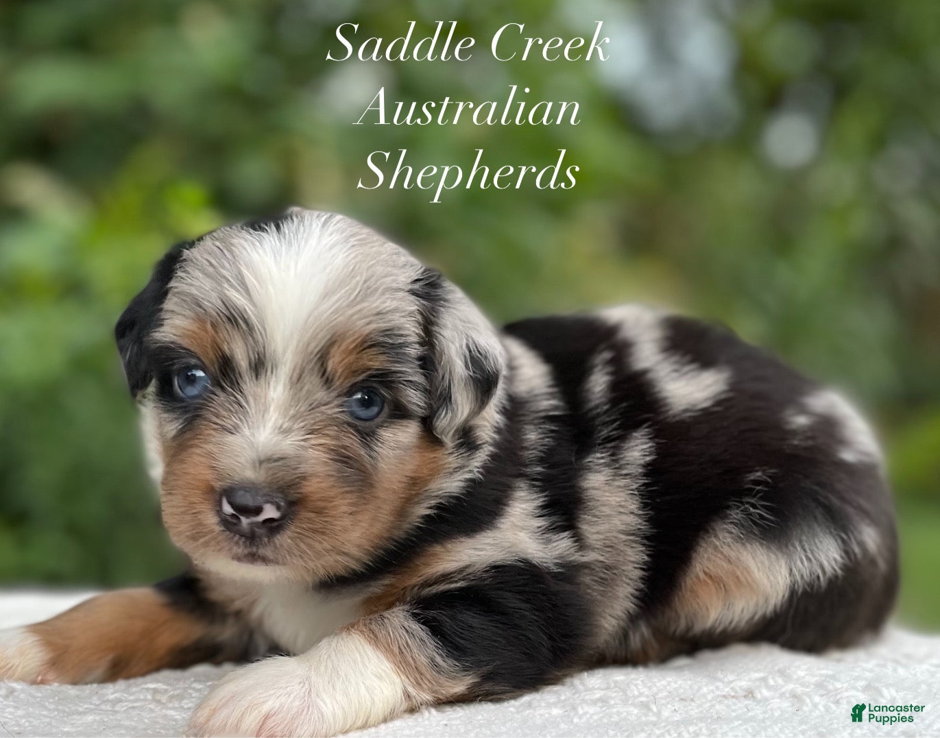 Australian Shepherd dogs Australian Shepherd 1 - Ad 1