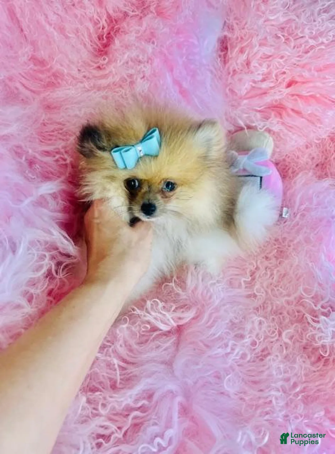 Pomeranian dogs for sale: Pomeranian 2 - Ad 2