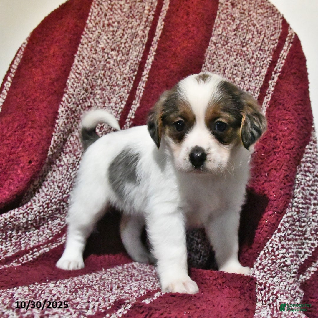 Mixed Breed dogs for sale: Bentley - Ad 9