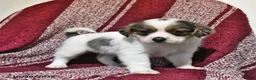 Mixed Breed dogs for sale: Bentley - Ad 15