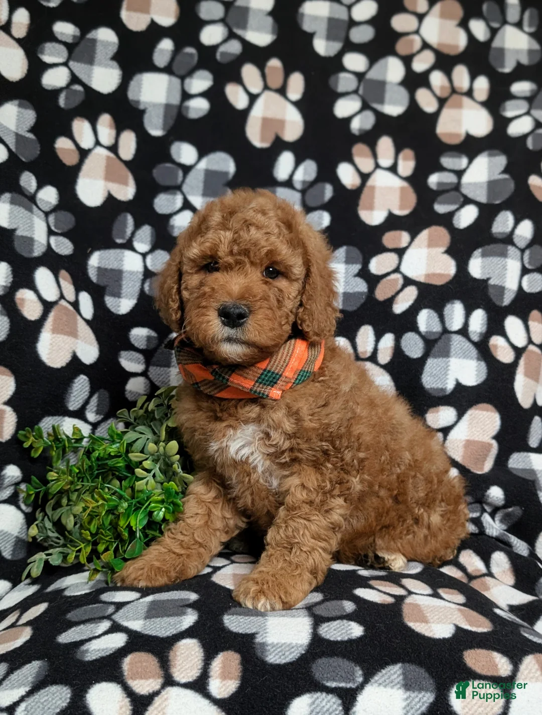Goldendoodle dogs for sale: Farlow - Ad 3