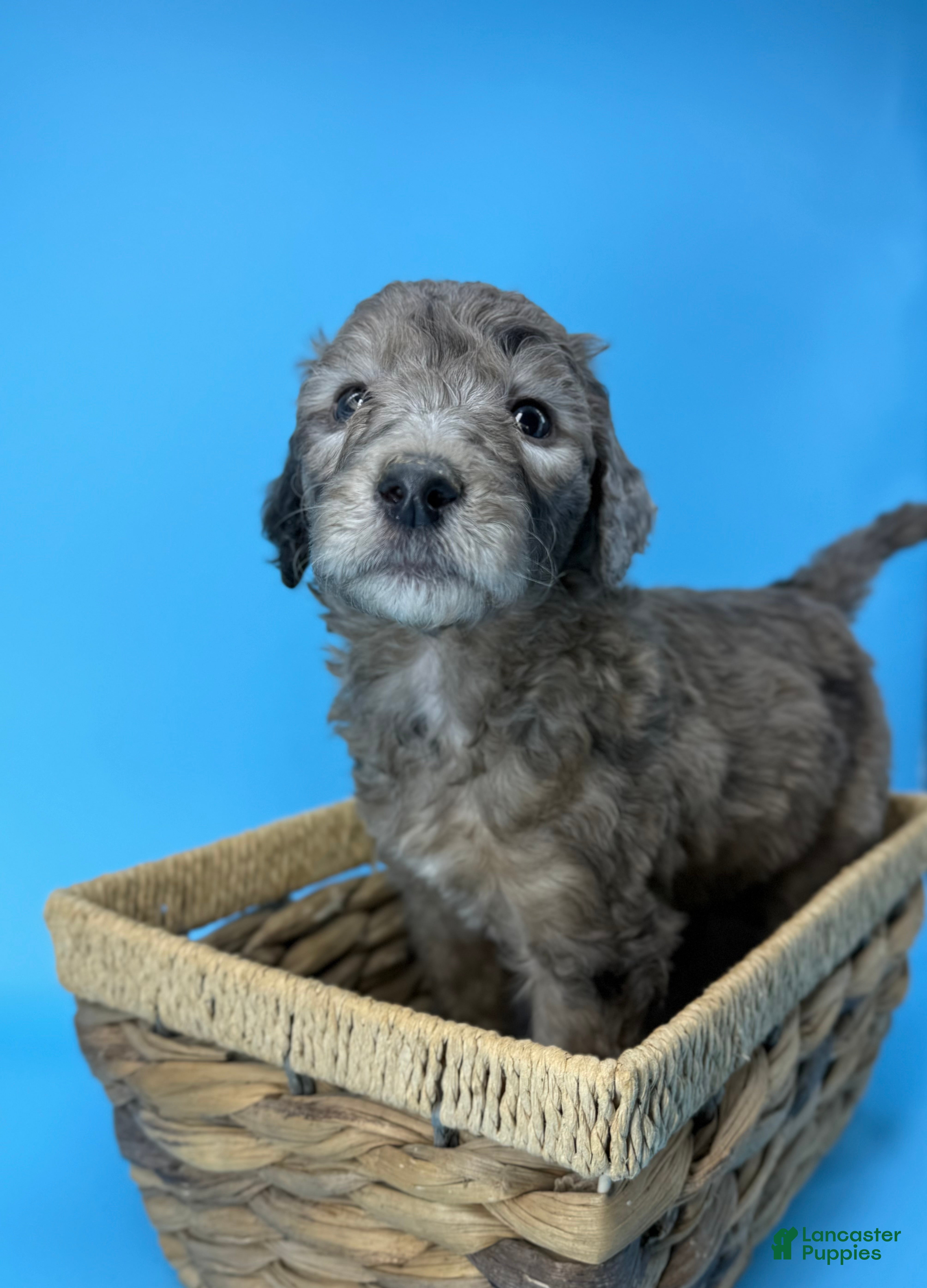 Sheepadoodle dogs Lemon Meringue - Ad 25