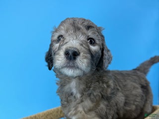 Sheepadoodle dogs Lemon Meringue - Ad 25