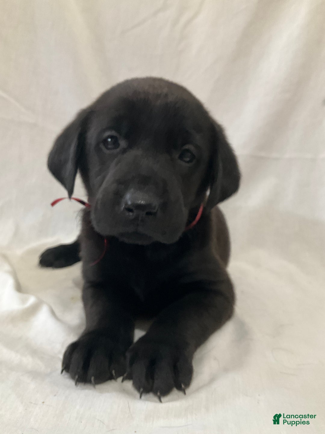 Labrador Retriever dogs for sale: Rosey - Ad 1
