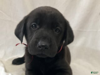 Labrador Retriever dogs Rosey - Ad 24