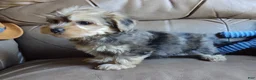 Yorkiepoo dogs for sale: Ms. Teapot  - Ad 2