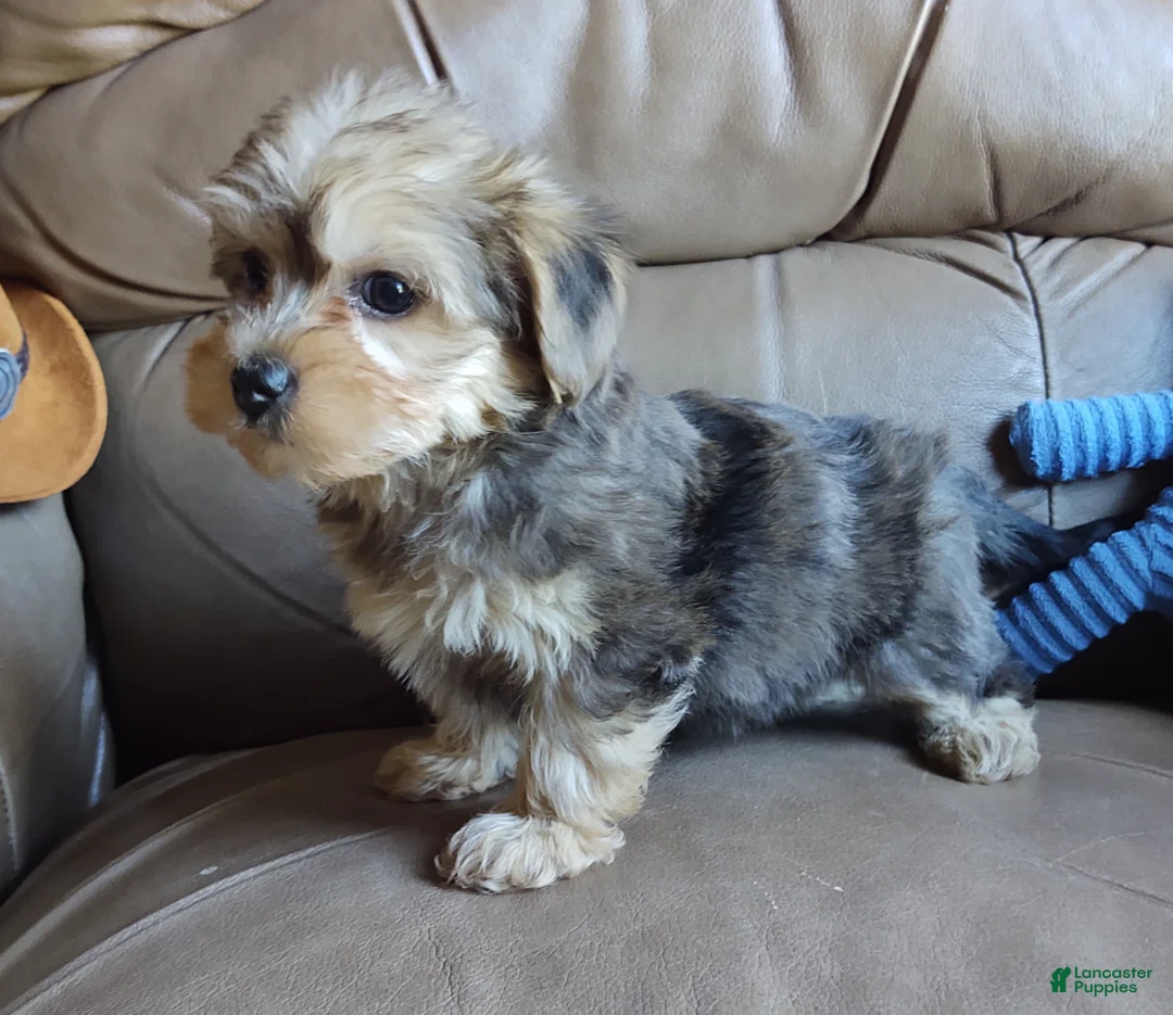 Yorkiepoo dogs for sale: Ms. Teapot  - Ad 2