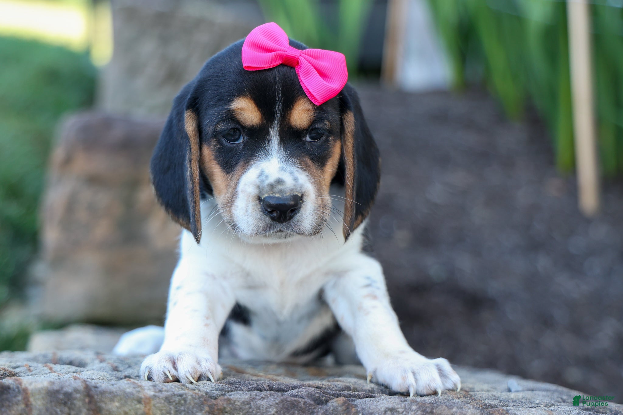 Beagle dogs Cora 💖 - Ad 2
