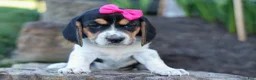 Beagle dogs for sale: Cora 💖 - Ad 5