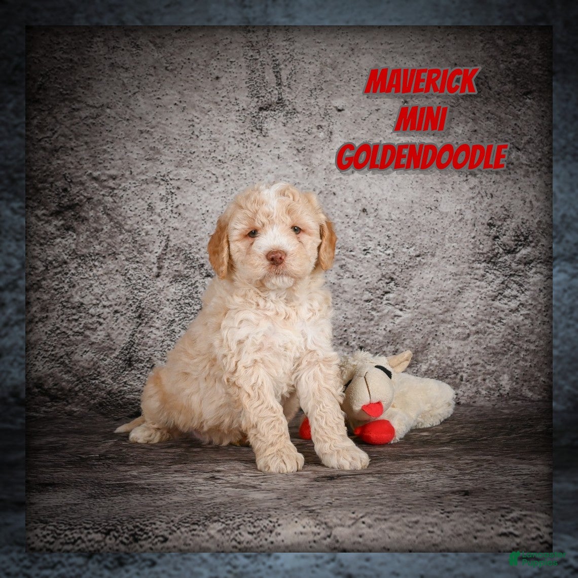 Mini Goldendoodle dogs Maverick - Ad 1
