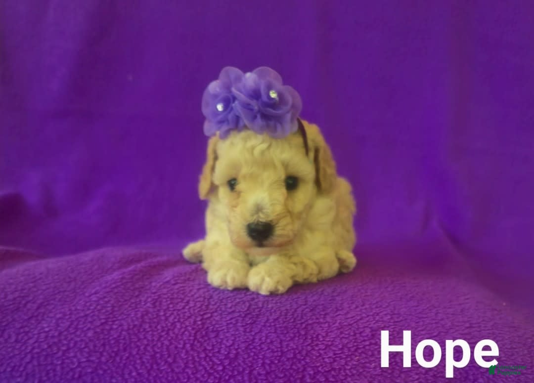 Toy Poodle dogs for sale: Hope - Ad 1
