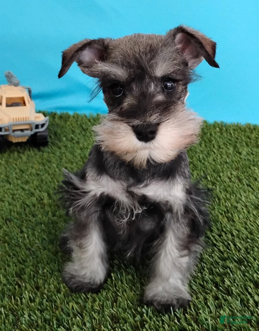 Miniature Schnauzer dogs for sale: Poochie - Ad 1