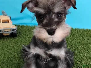 Miniature Schnauzer dogs Poochie - Ad 20