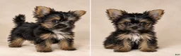 Yorkshire Terrier dogs for sale: Siobhan - Ad 7