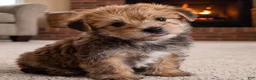 Morkie dogs for sale: Jasper - Ad 9