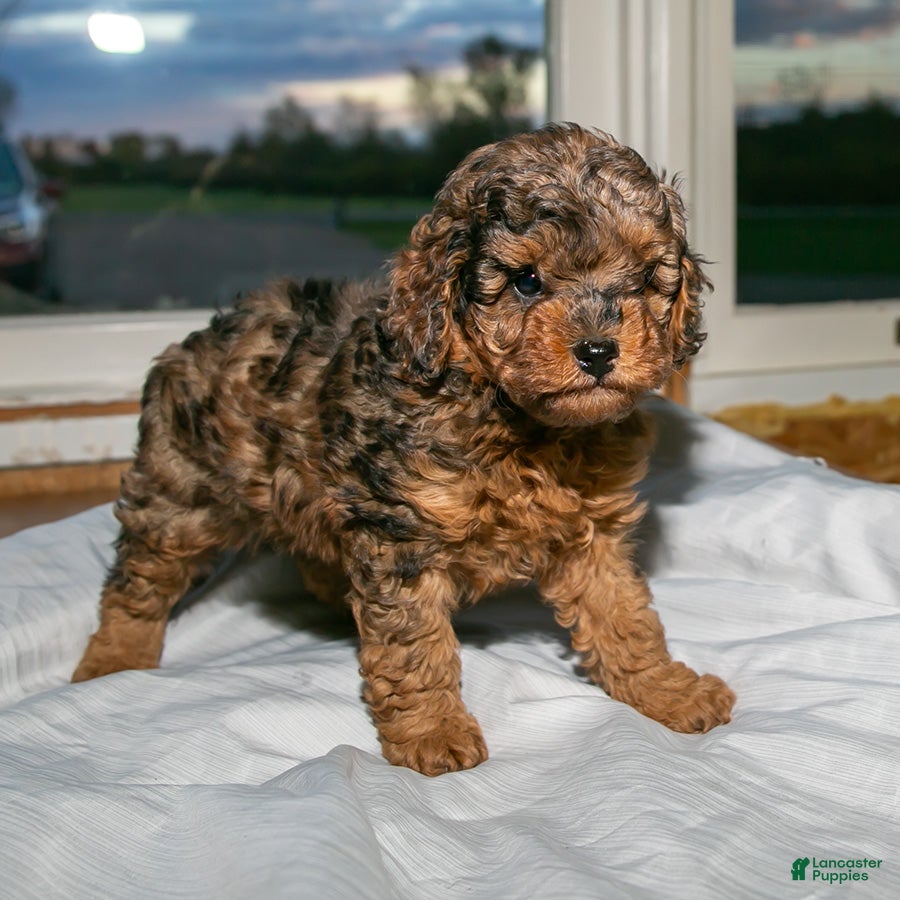 Cockapoo dogs Rusty Jr. - Ad 1
