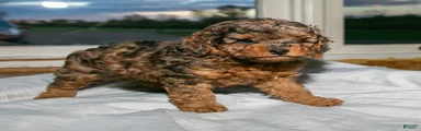 Rusty Jr.