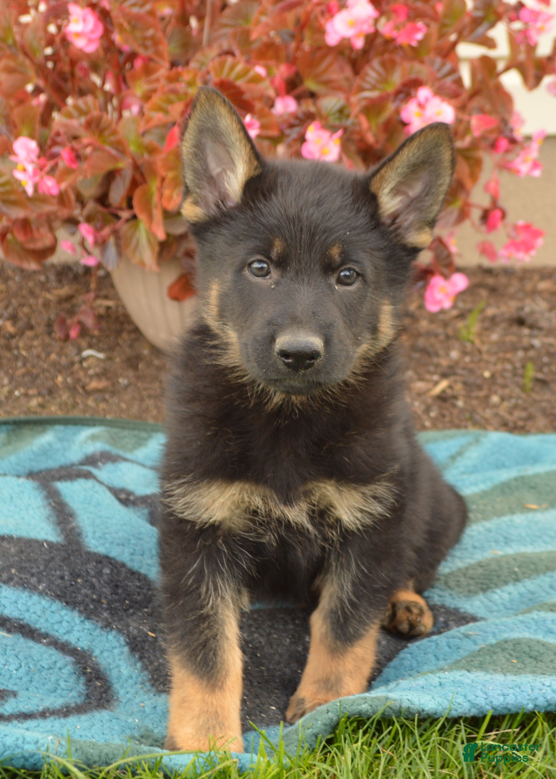 German Shepherd Puppies for sale under $600 Lancaster Puppies