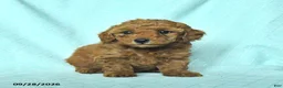 Toy Poodle dogs for sale: Ruby - Ad 5