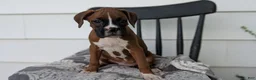 Boxer dogs for sale: Koko - Ad 4