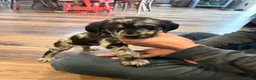 Mixed Breed dogs for sale: Teal - Ad 3