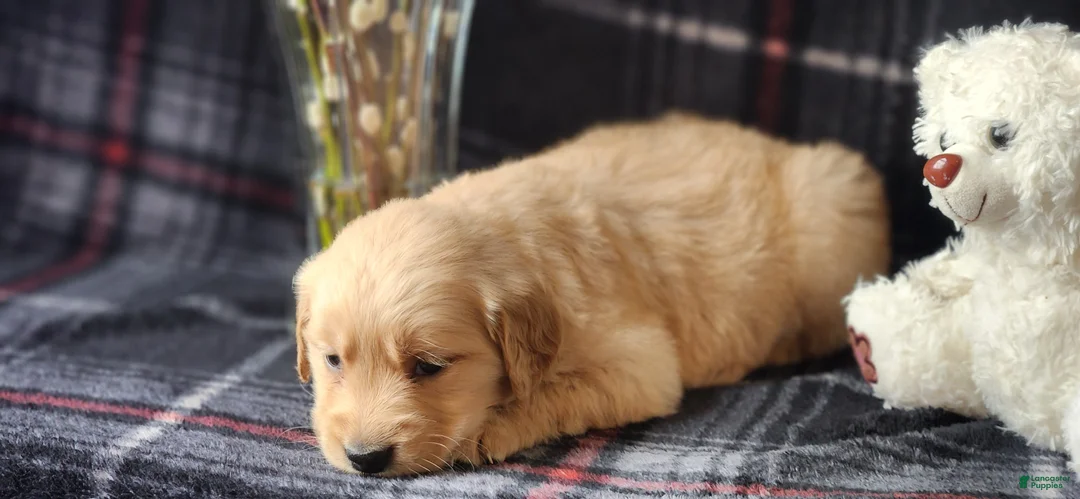 Golden Retriever dogs for sale: Lindsey - Ad 2