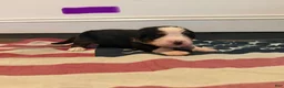 Bernese Mountain Dog dogs for sale: Purple - Ad 11