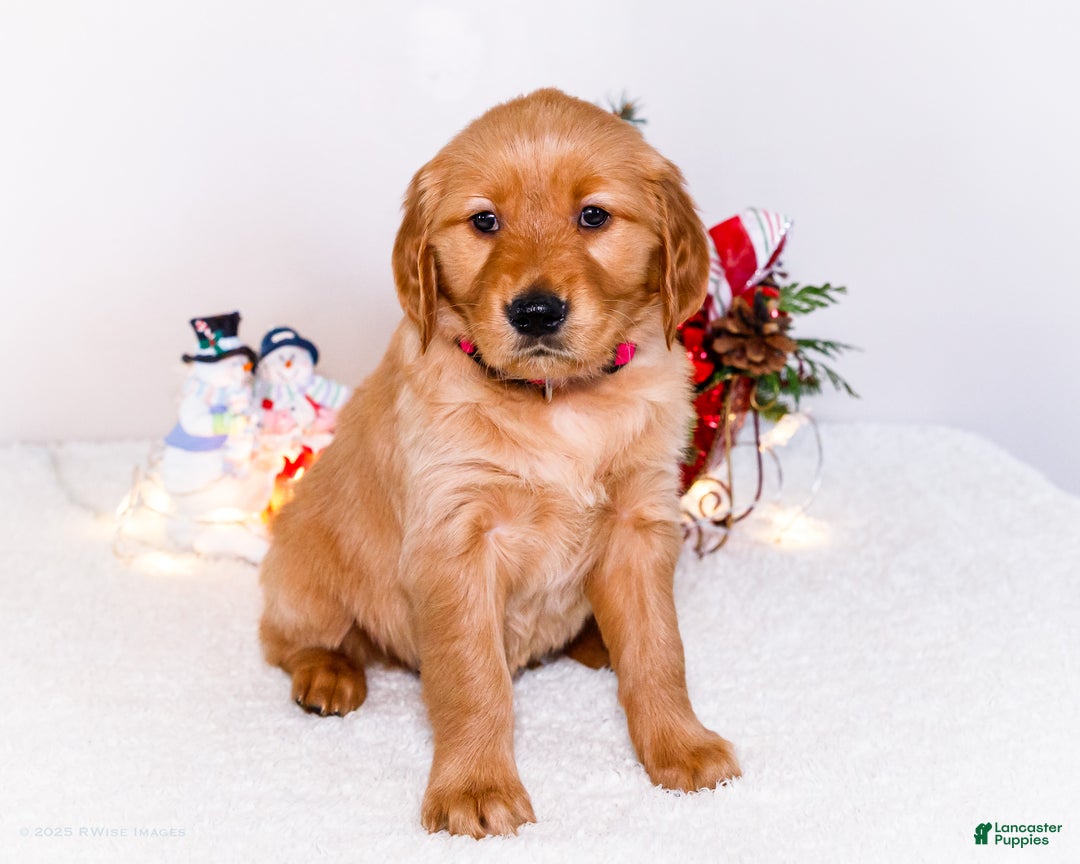 Golden Retriever dogs for sale: Kala - Ad 7