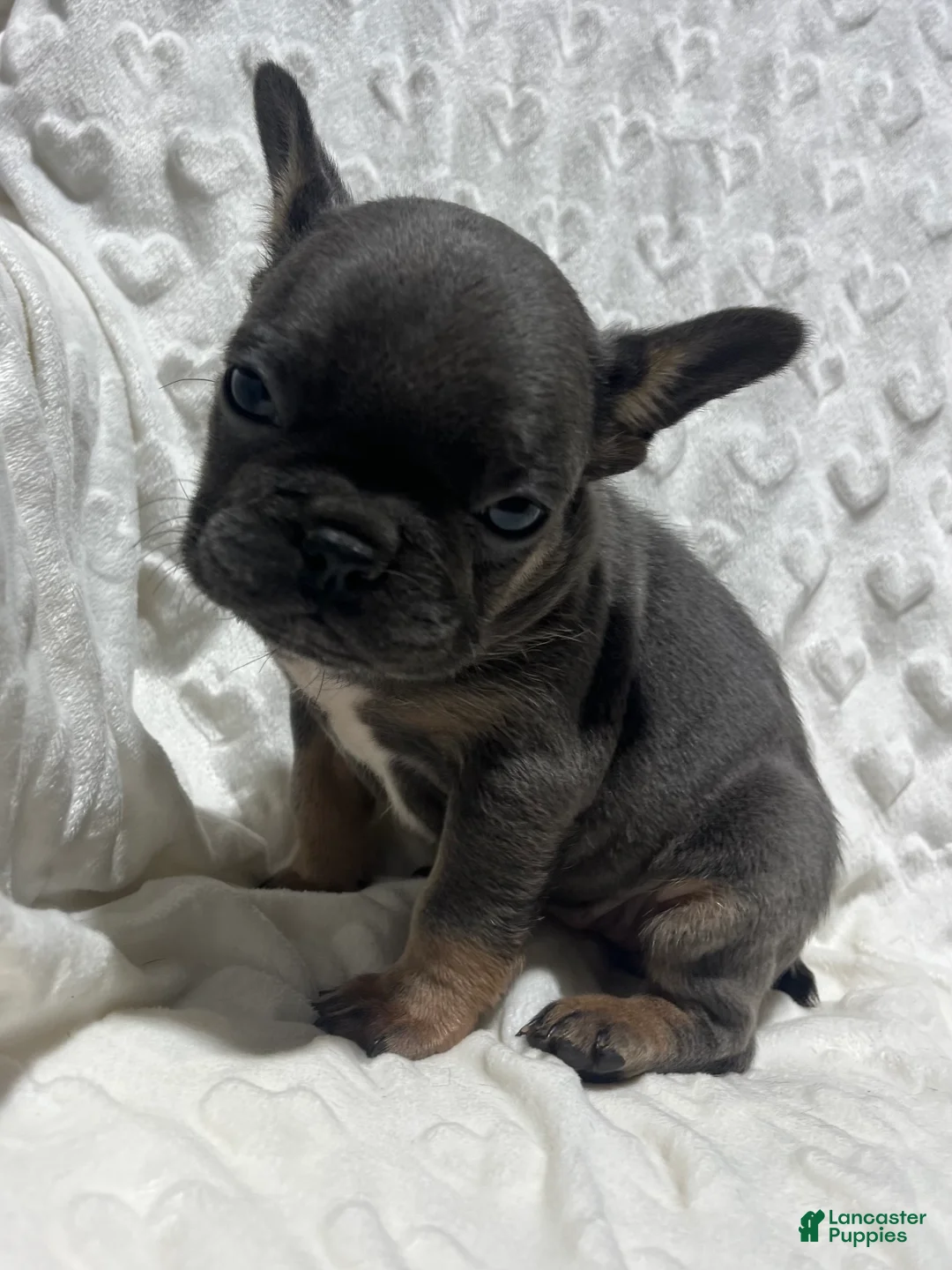 French Bulldog dogs for sale: French Bulldog Puppy 7 - Ad 10